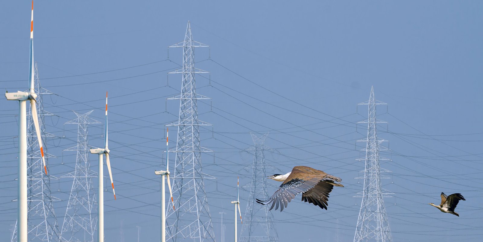 A Great Indian Bustard is seen flying against a web of power lines, in Kutch. Photo Credit: Devesh Gadhvi