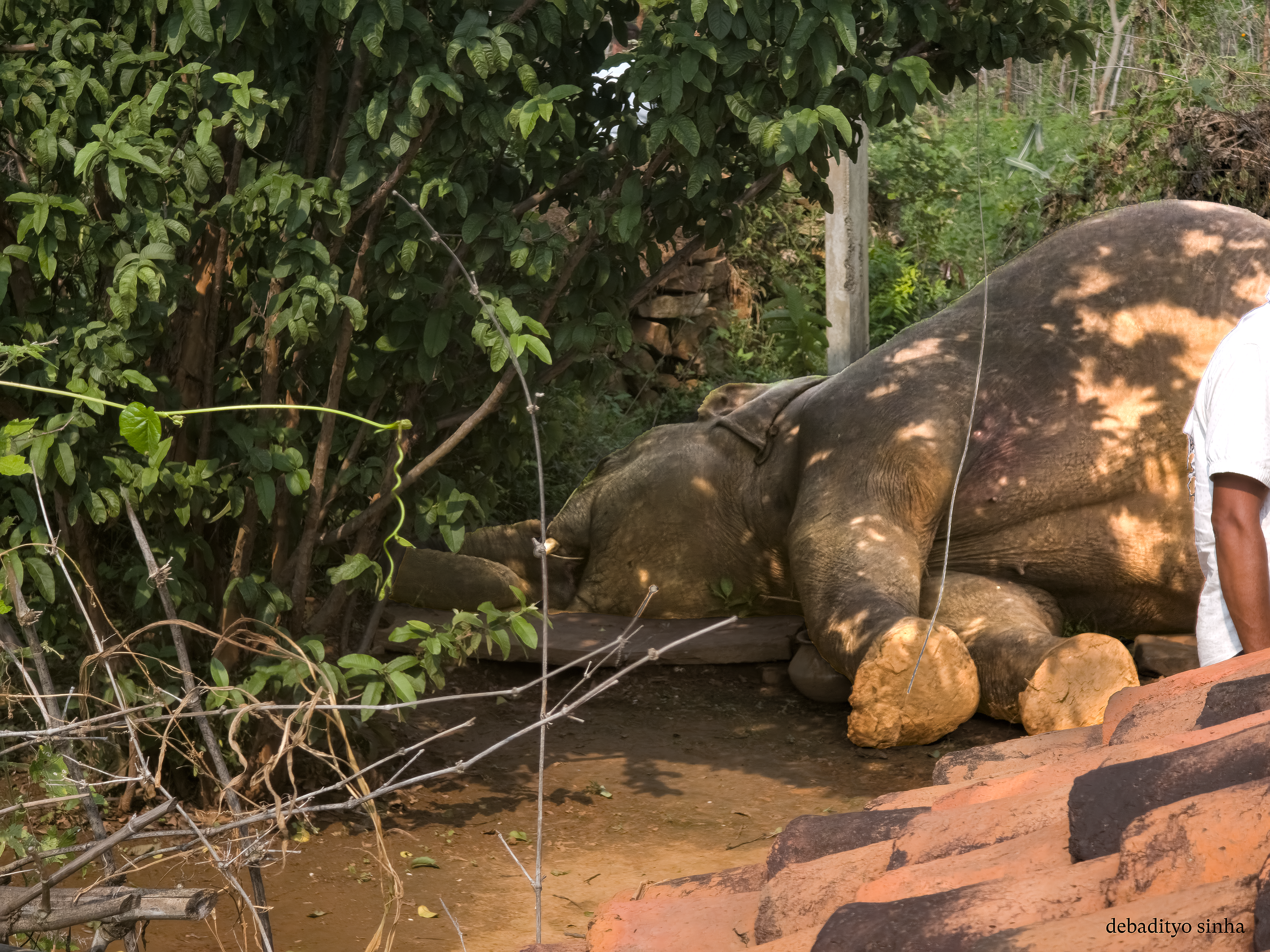Elephant dead in Mauganj in Malakpur Village